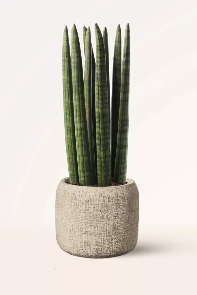 Sansevieria Cylindrica