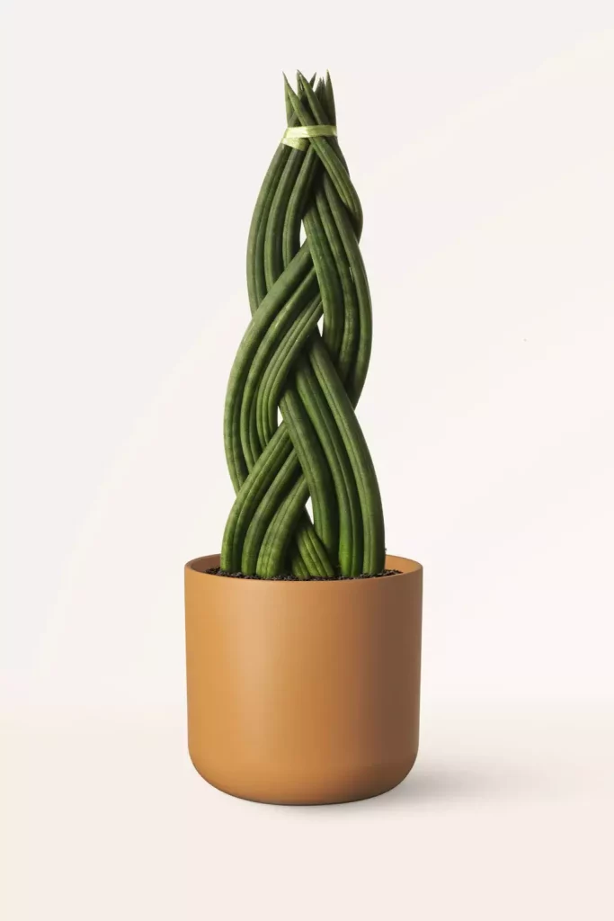 Sansevieria Cylindrica Trenzada