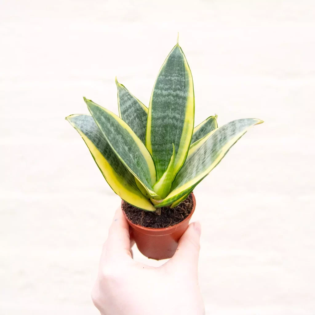 Variedades Lengua de Suegra: Sansevieria Trifasciata Hahnii