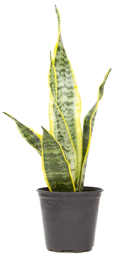 Variedades Lengua de Suegra: Sansevieria Trifasciata Laurentii