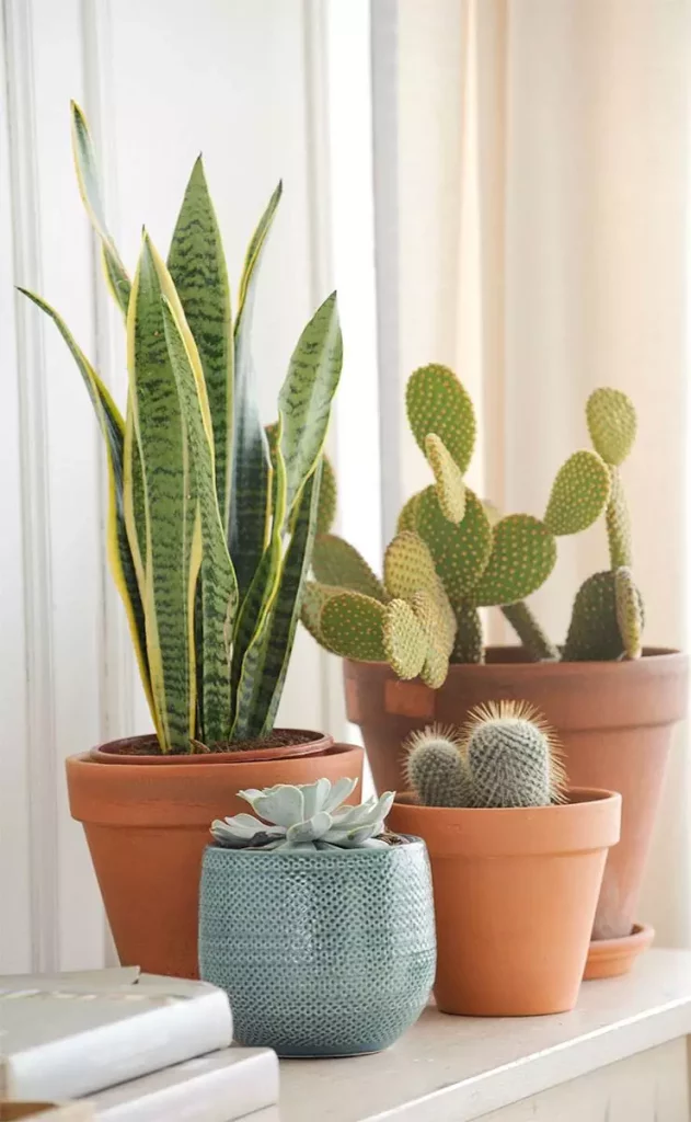 Combinación con cactus