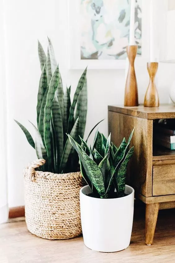 Sansevieria en maceta tejida de esparto