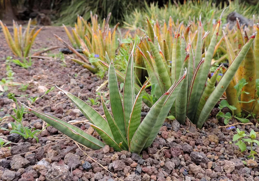 Sansevieria Pinguicula - Foto de Krzysztof Ziarnek, Kenraiz