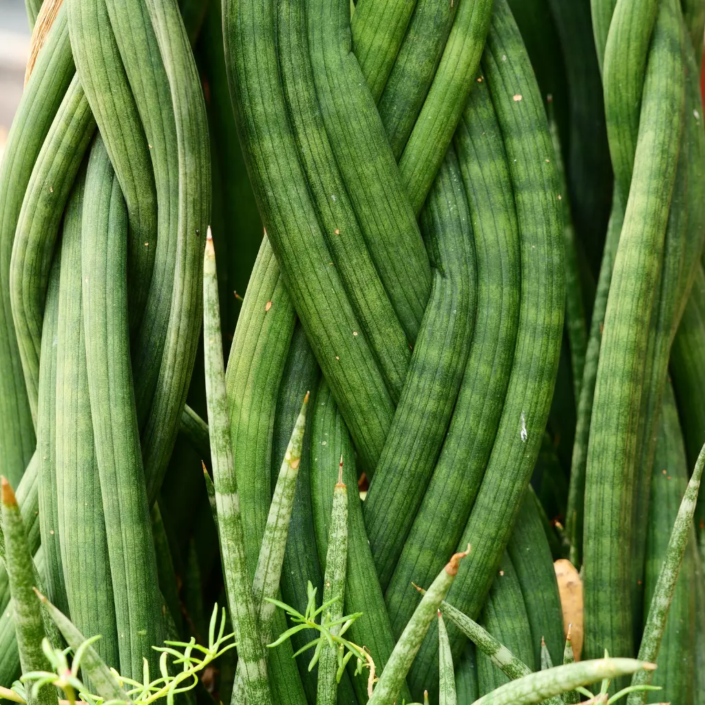 Cómo trenzar Sansevieria Cylindrica - TuLenguaDeSuegra