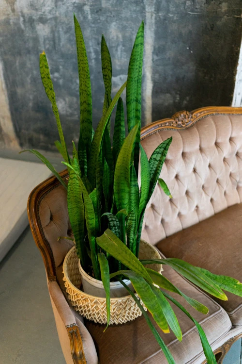 Sansevieria con hojas blandas