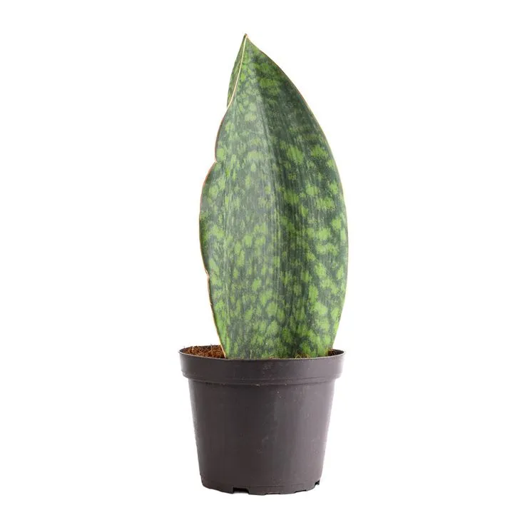 Sansevieria Masoniana Victoria - Foto  Hortology.co.uk