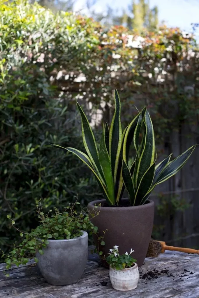 Decoración de jardín con Lengua de Suegra - Foto de Gardenista