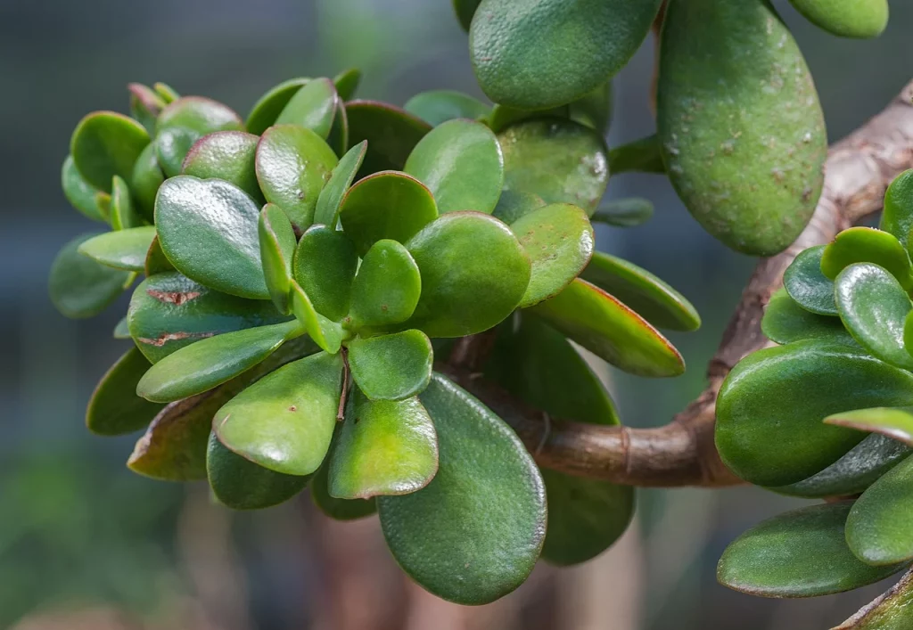 Planta de Jade