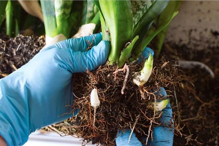 Eliminar raices muertas de Sansevieria Kokedama