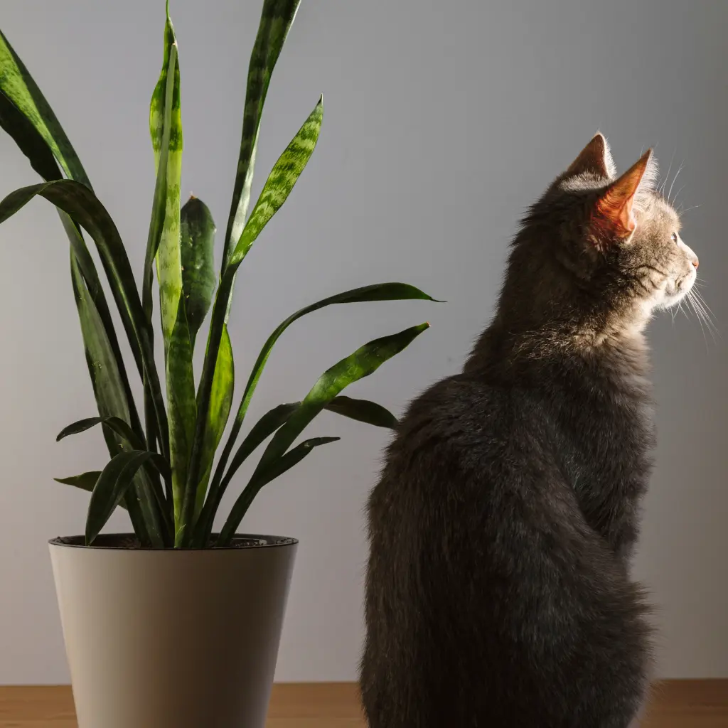 Sansevieria y Gatos