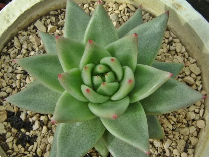 Echeveria Agavoides Aquamarine