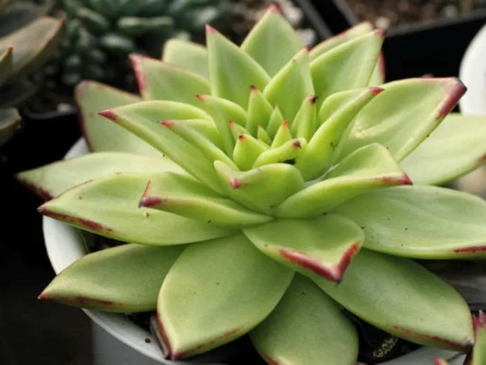 Echeveria Agavoides Corderoyi