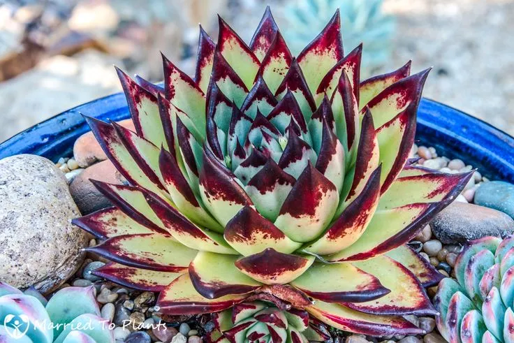 Echeveria Agavoides Ebony