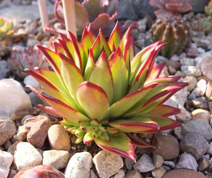 Echeveria Agavoides Lipstick