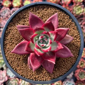 Echeveria Agavoides Oculus