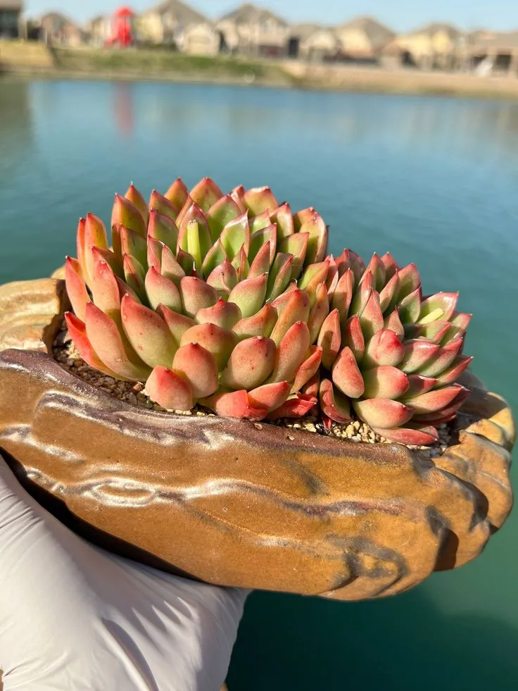 Echeveria Agavoides Prolifera