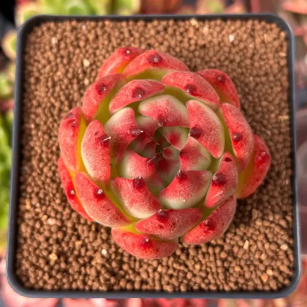 Echeveria Agavoides Rose Garnet