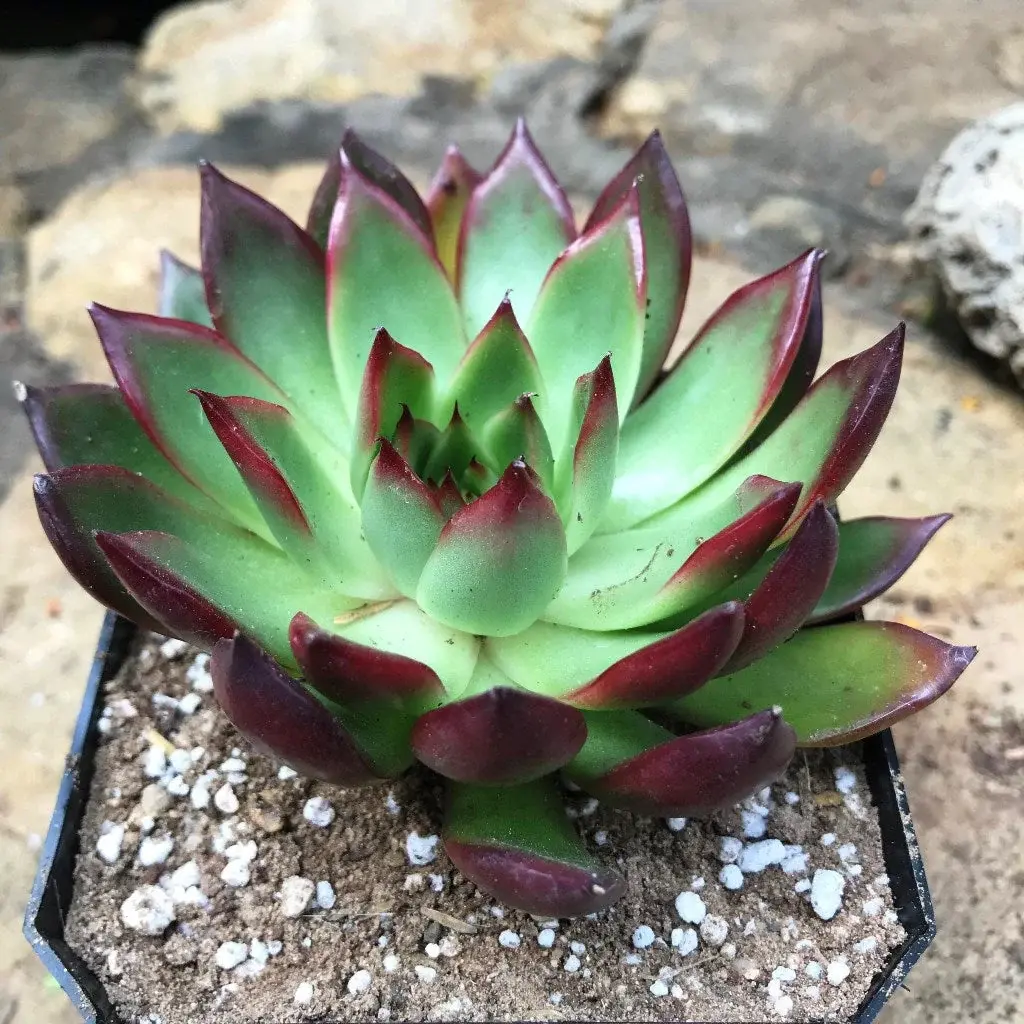 Echeveria Agavoides Rubra