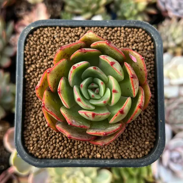 Echeveria Agavoides Salu