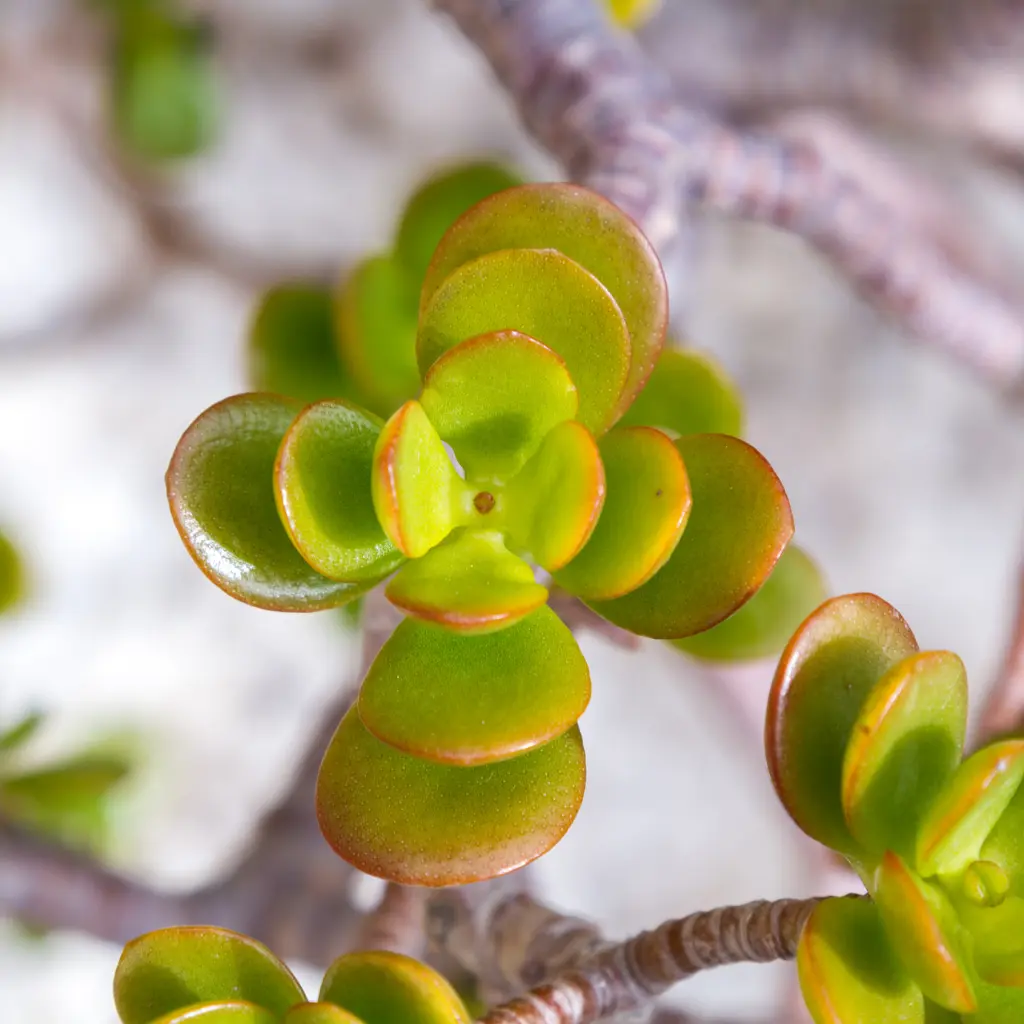 Planta de Jade - TuLenguaDeSuegra.com