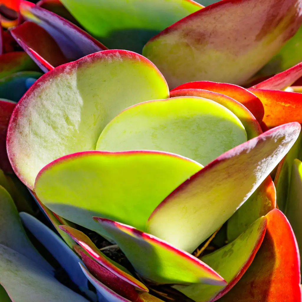 Kalanchoe Thyrsiflora