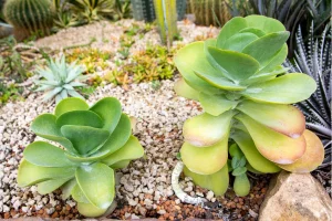 Kalanchoe Thyrsiflora en terrario