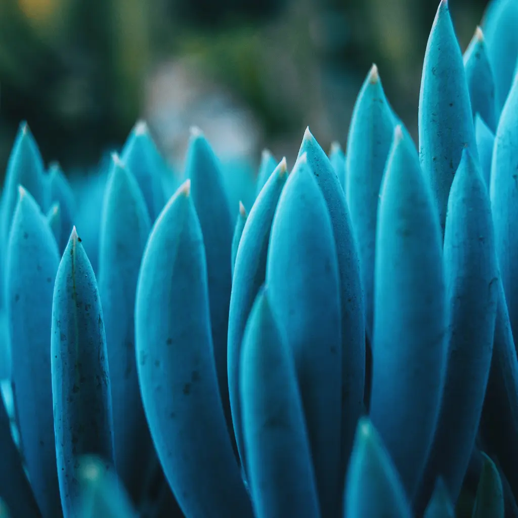 Senecio azul - Cuidados y consejos | TuLenguaDeSuegra.com