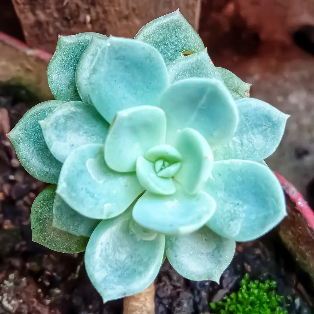 Echeveria Elegans o Rosa de Alabastro