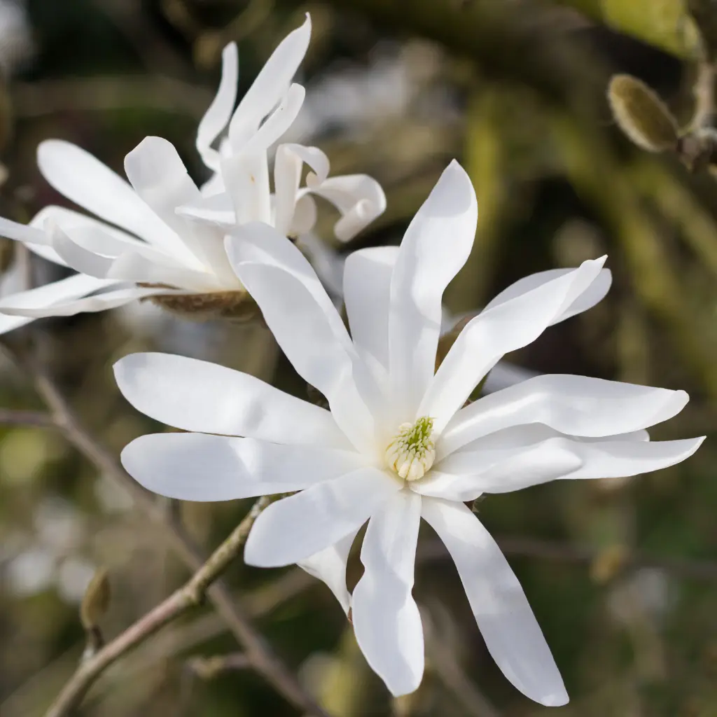 Magnolia Stellata